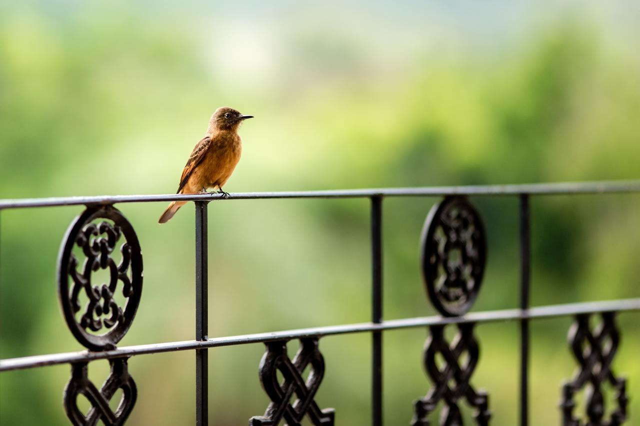Pousada Fazenda Peroba Rosa Pedregulho Kültér fotó